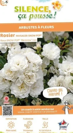 Rosier paysager "Snow Pop" Pot 4.5L SILENCE ÇA POUSSE