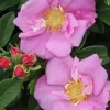 Rosier rugueux "Angelia Pink, Rosier du Japon" Pot 4.5L