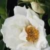 Rosier rugueux "Angelia White, Rosier du Japon" Pot 4.5L