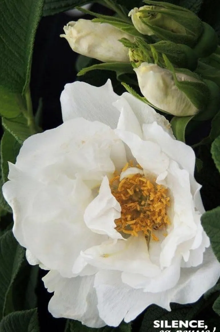 Rosier rugueux "Angelia White, Rosier du Japon" Pot 4.5L