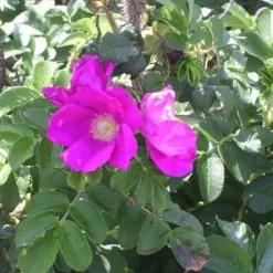 Rosier rugueux "Rosa Rugosa Angélica" 4,5L