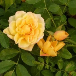 Rosier de Banks Banksiae "Lutea" Pot 3L