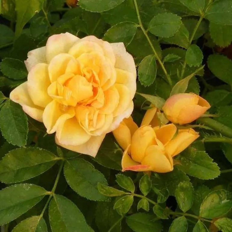 Rosier de Banks Banksiae "Lutea" Pot 3L