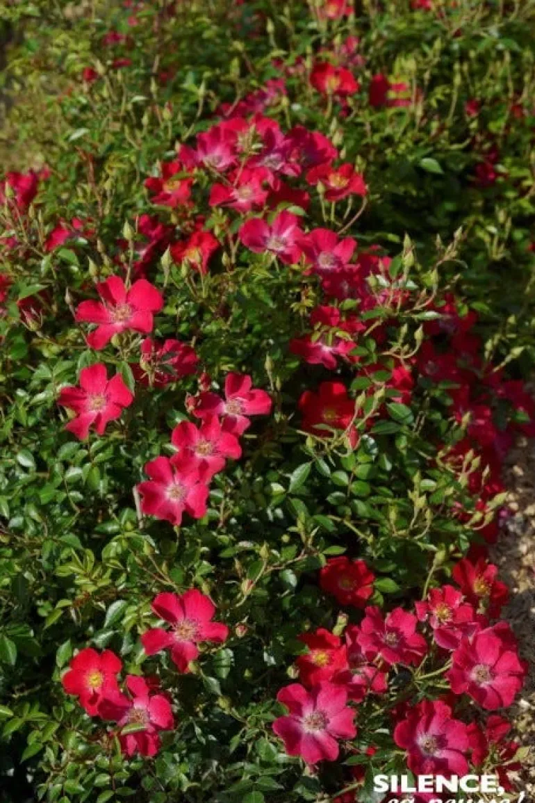 Rosier paysager "Ruby Pop" Pot 4.5L SILENCE ÇA POUSSE
