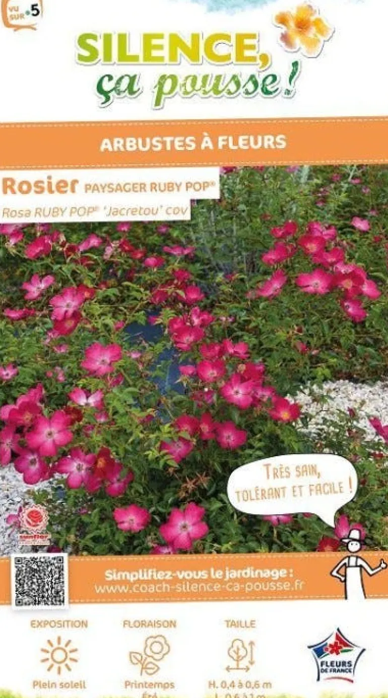 Rosier paysager "Ruby Pop" Pot 4.5L SILENCE ÇA POUSSE