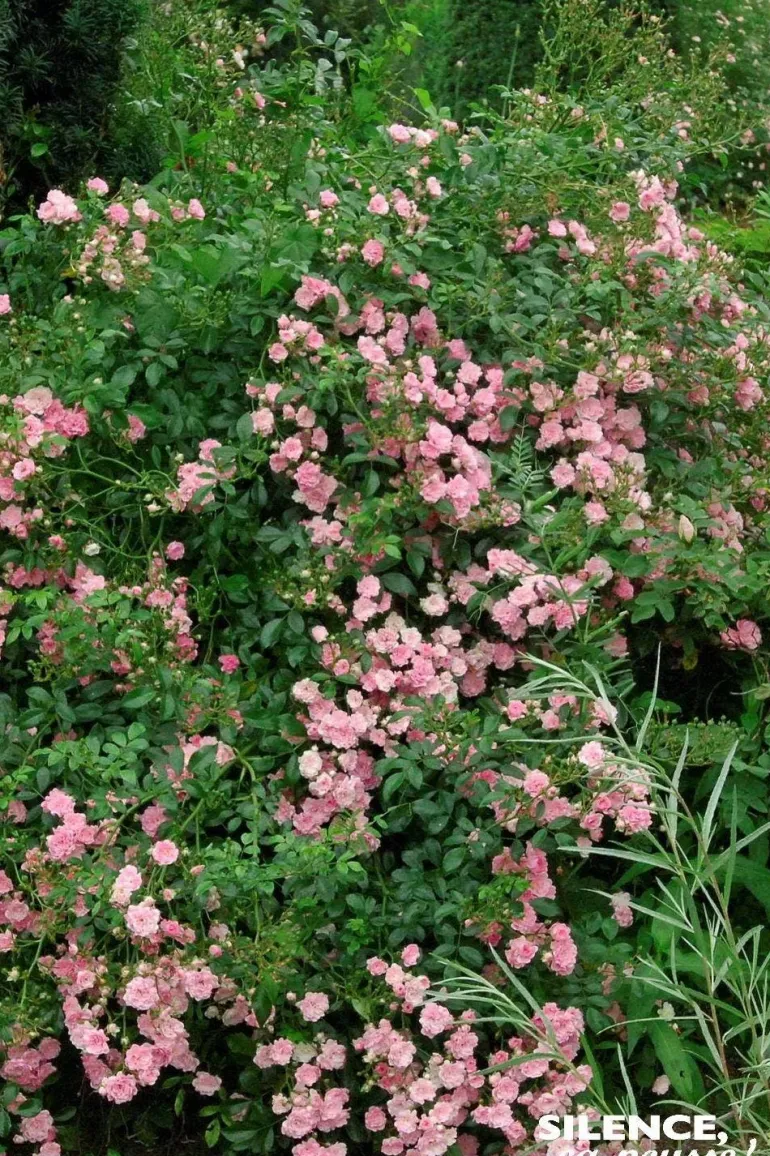 Rosier Paysager "The Fairy = Féérie" Pot 4.5L