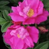 Rosier rugueux "Angelia Purple, Rosier du Japon" Pot 4.5L