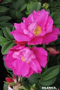 Rosier rugueux "Angelia Purple, Rosier du Japon" Pot 4.5L