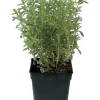 Sarriette prêt à consommer Pot 1L
