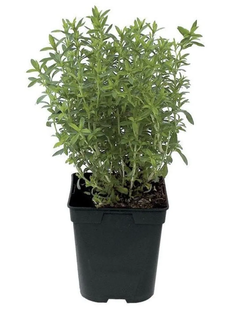 Sarriette prêt à consommer Pot 1L
