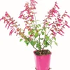 Sauge Arbustive Pot 2L