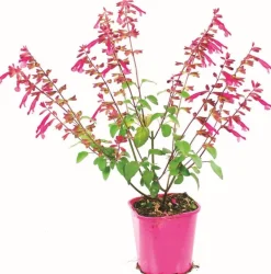 Sauge Arbustive Pot 2L