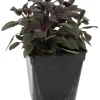 Sauge "Officinale Pourpre" prêt à consommer Pot 1L