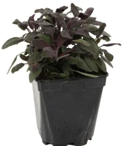 Sauge "Officinale Pourpre" prêt à consommer Pot 1L