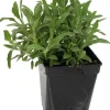 Sauge "Officinale Verte" prêt à consommer Pot 1L