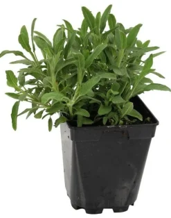 Sauge "Officinale Verte" prêt à consommer Pot 1L