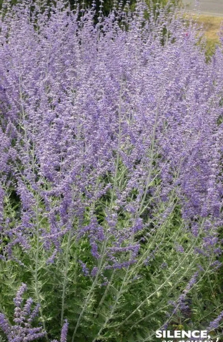 Sauge de Sibérie "Blue Spire" Pot 4.5L SILENCE ÇA POUSSE