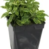 Sauge "Officinale Dorée" prêt à consommer Pot 1L