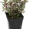 Sauge "Officinale Tricolore" prêt à consommer Pot 1L