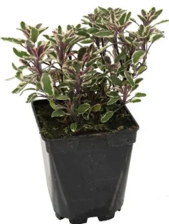 Sauge "Officinale Tricolore" prêt à consommer Pot 1L