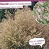 Saule crevette "Hakuro-Nishiki" Pot 10L SILENCE ÇA POUSSE