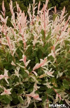 Saule crevette "Hakuro-Nishiki" Pot 10L SILENCE ÇA POUSSE