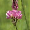 Semences Sainfoin 5 kg