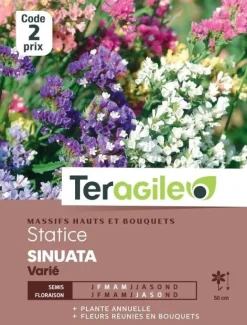 Statice Sinuata Varié 0,5g TERAGILE