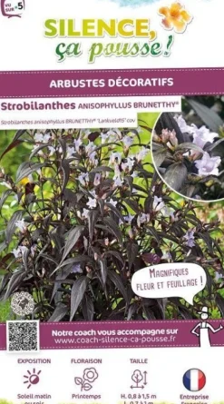 Strobilanthes anispohyllus "Brunetthy" Pot 4.5L