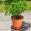 Support à roulettes Flora roll strong Ø40 cm NORTENE