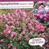Symphorine "Magical Candy" Pot 4L SILENCE ÇA POUSSE