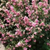 Symphorine "Magical Sweet" Pot 4L SILENCE ÇA POUSSE