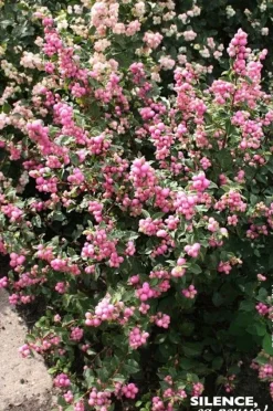 Symphorine "Magical Sweet" Pot 4L SILENCE ÇA POUSSE