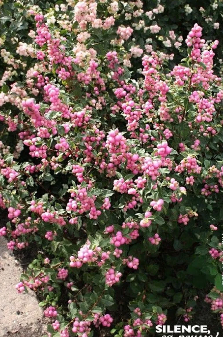 Symphorine "Magical Sweet" Pot 4L SILENCE ÇA POUSSE