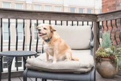 Système d'aide à l'éducation Lite 1 chien 100m PETSAFE