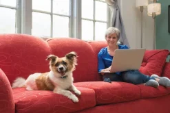 Système d'aide à l'éducation Lite 1 chien 100m PETSAFE