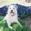 Système d'aide à l'éducation Lite 2 chiens 600m PETSAFE