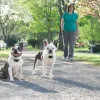 Système d'aide à l'éducation Lite 2 chiens 300m PETSAFE
