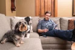 Système d'aide à l'éducation Lite 2 chiens 300m PETSAFE