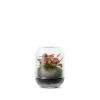 Terrarium Capsule Fittonia NATURALYS