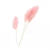 Tige Pampa Rose Séchée Misty prémium