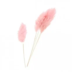 Tige Pampa Rose Séchée Misty prémium