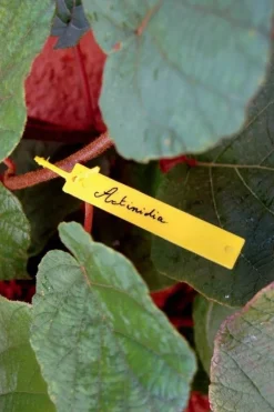 Étiquettes TREE LABEL jaunes (x40)