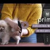 Tondeuse pour animaux Rex Mini MOSER