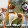 Traceur GPS pour chien Weenect XT + collier Julius-K9 noir