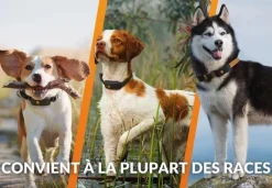 Traceur GPS pour chien Weenect XT + collier Julius-K9 noir