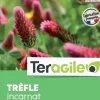 Trèfle incarnat 1kg