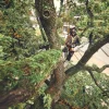 Tronçonneuse à batterie MSA220 T 30cm (produit seul) STIHL