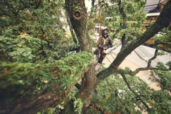 Tronçonneuse à batterie MSA220 T 30cm (produit seul) STIHL