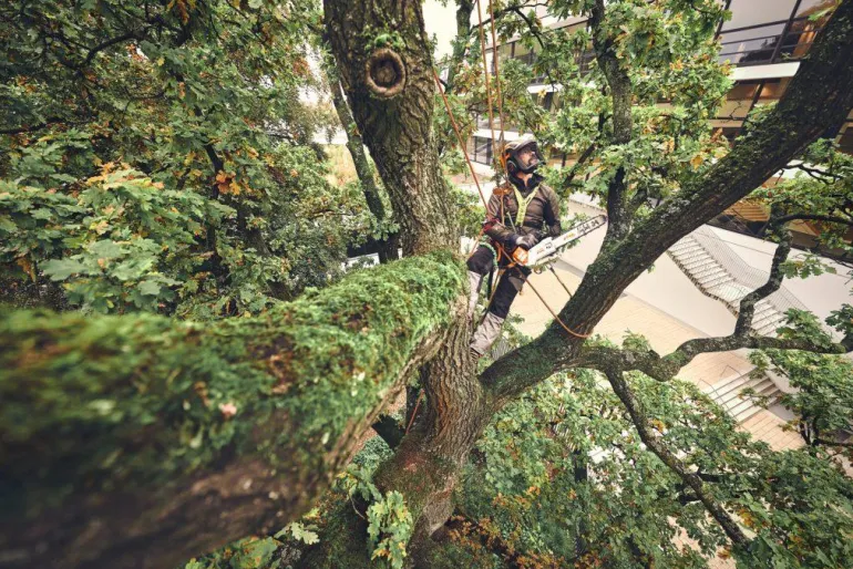 Tronçonneuse à batterie MSA220 T 30cm (produit seul) STIHL